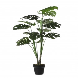 Monstera En Pot Vert...