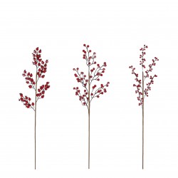 Branche De Baies Rouge...