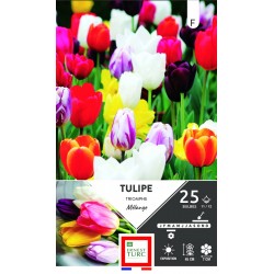 TULIPE Triomphe Mélange...