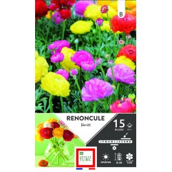 RENONCULE Variés Calibre 5+...