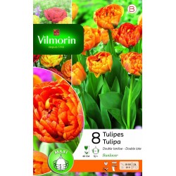 TULIPES double tardive...