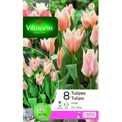 TULIPES greigii Für élise...