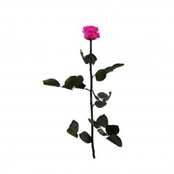 Rose Stabilisee Fuchsia-Ø6-H50