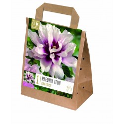 KAPITEYN PLANTES...