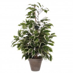 Ficus En Pot Gris...