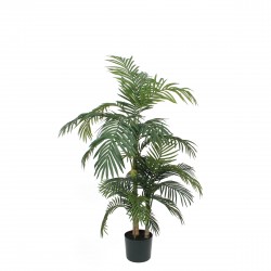 Areca Palm En Pot Vert...