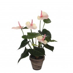 Anthurium En Pot Stan Gris...