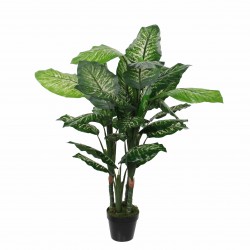 Dieffenbachia En Pot Vert...