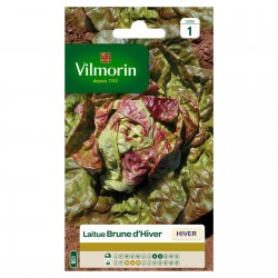 VILMORIN LAITUE Hiver Brune...