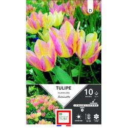 TULIPE pluriflore...