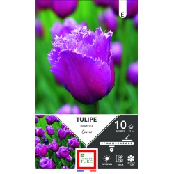 TULIPE dentelle Louvre...