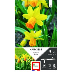 NARCISSE botanique Jetfire...