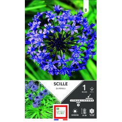 SCILLE Du pérou Calibre 14+...