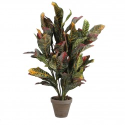 Croton En Pot Stan Gris...