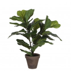 Ficus Lyrata En Pot Stan...