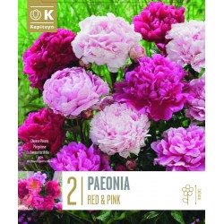 KAPITEYN PLANTES...