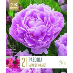 KAPITEYN PLANTES...