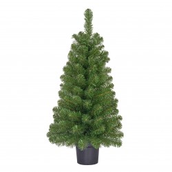 Sapin Norton En Pot Vert En...