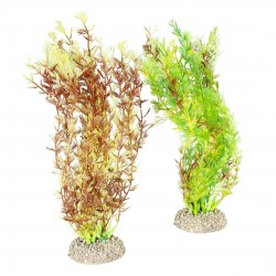 PLANTE EGERIA DENSAM H25...
