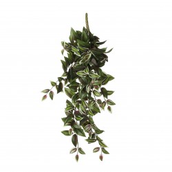 Chute De Tradescantia  Vert...