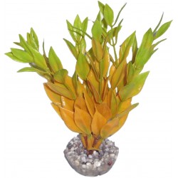 Dracaena coloré Jaune LABÉO